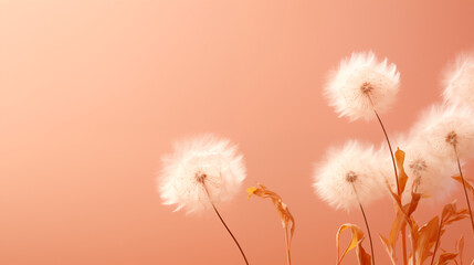 Fluffy dandelions  with  peach  background 