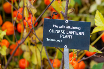Chinese lantern flowers are known as bladder cherry flowers. The bright orange star-shaped papery...