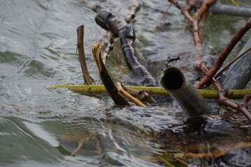 Macro of clutter of metal pipes and branches stuck in a river