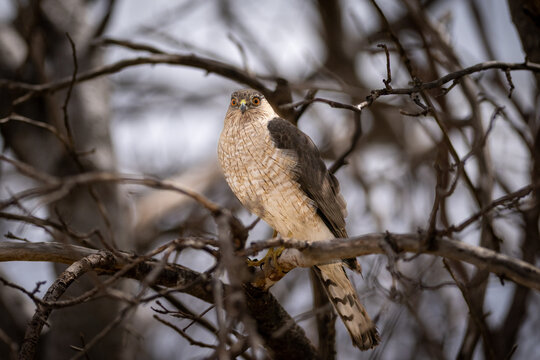 A large Cooper's Hawk perched in a tree. The bird of prey has brown feathered wings, striped red and cream colored breast, a hooked bill with a yellow band. The eyes are orange with black pupils. 