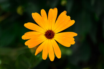 A closeup of a small orange and yellow colored common marigold flower with a reddish brown center....