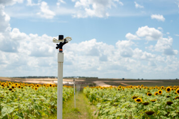 A large farm with multiple rows of blooming sunflowers. There's an irrigation system in the middle of the field.  A white PVC plastic hose with a distribution system at the top of the post.
