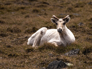 Caribou in Nunavik