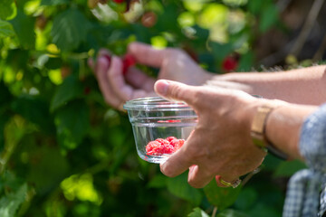A female farmer picks vibrant red raspberries from a lush green bush. The ripe berries are growing on a farm. The woman holds a glass bowl with the colorful fruit in her hand as she picks from a plant