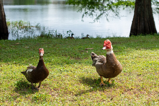 Two barbary or muscovy ducks, a female and a male standing on lush green grass near a duck pond and a large tree. The birds have brown and black feathers, red faces with bumpy skin and long necks.