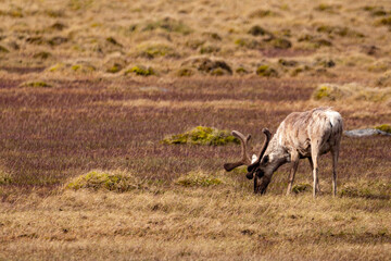 Caribou in Nunavik