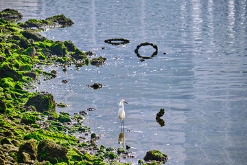 A snowy egret wades at the water's edge on a foggy Biloxi morning