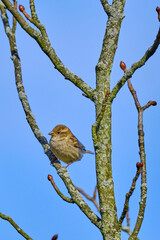 A female house sparrow perched on a bare tree against a blue sky background