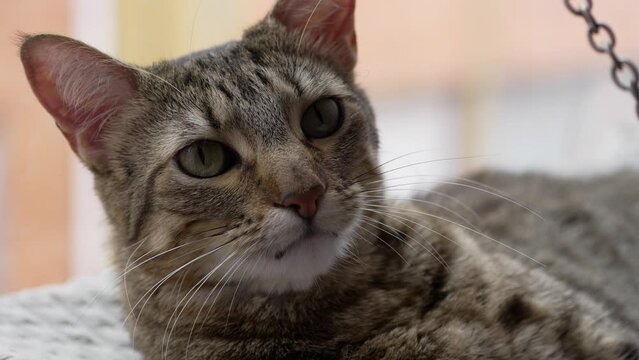 A content tabby cat appears to smirk while lounging at home