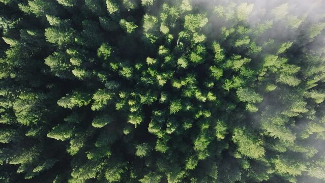 Top view of foggy clouds drifting over forest trees of Redwood National and State Parks, California, USA. Green tree tops pocking out through cloud formations. Evergreen woods in morning, 4k footage 