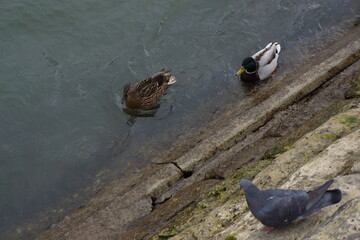 Pigeon watching two different coloured ducks swim in the River Seine