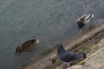 Pigeon watching two different coloured ducks swim in the River Seine