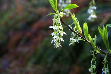 Close up of small white wildflowers, most likely an Osoberry (Oemleria cerasiformis), and spring...