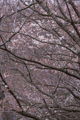 咲き始めの桜の花 ソメイヨシノ