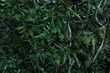 green moss in the forest