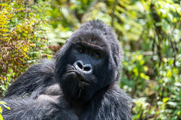 Big silverback gorilla contemplates his next meal
