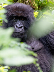 Shy mama mountain gorilla peeks out from behind a bush