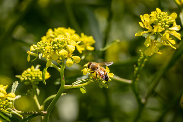 bee on yellow flower