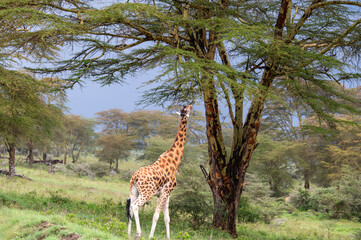 A giraffe reaches for high branches