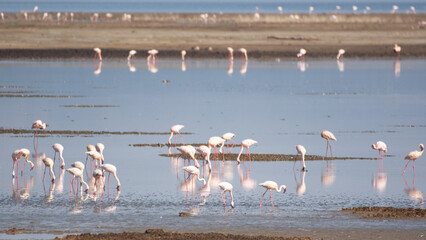 Flamingoes on Lake Nakuru in Kenya