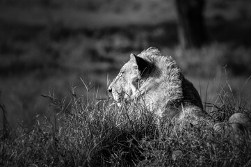 Young male lion resting in the grass