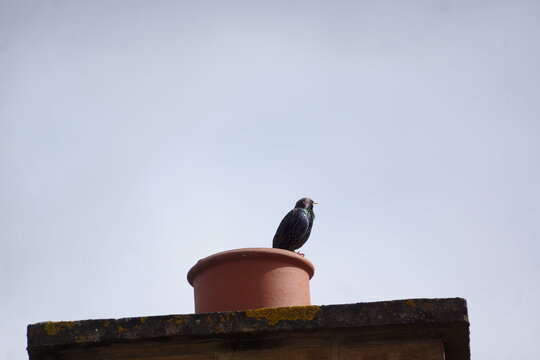 Shiny black bird perched on smoke stack