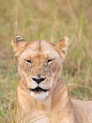 Lioness rests in the tall grass