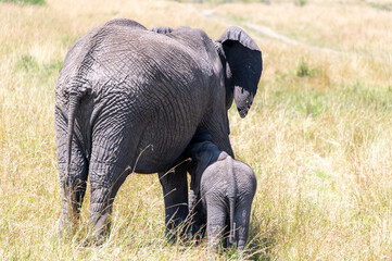 Elephant mother and nursing calf, rear view