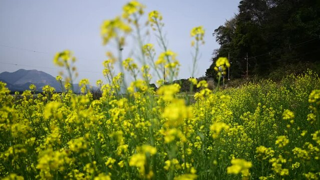 菜の花の咲くいなべを走る270系ナローゲージ列車 （三岐鉄道北勢線 楚原 - 麻生田, 2024年4月）