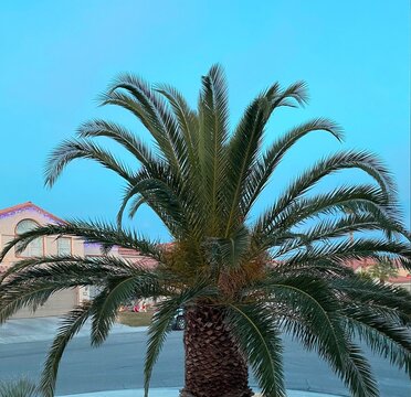 palm trees on blue sky background, in neighborhood. Christmas season. 