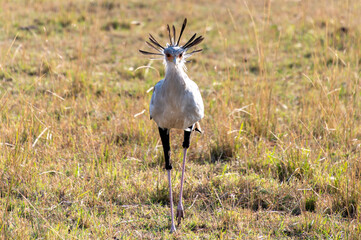 A secretarybird steals the scene on the Maasai Mara
