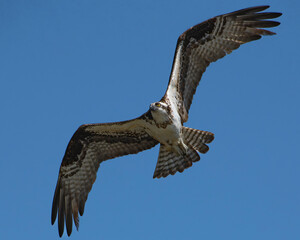 Fototapeta premium osprey in flight