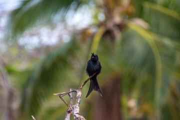 Madagascar crested drongo takes rest on a branch