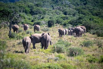 Herd of elephants on the African savannah