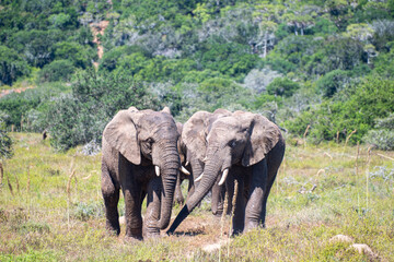 Two elephants touching trunks
