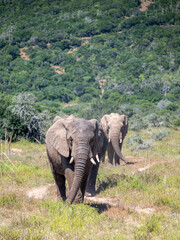 Obraz premium Herd of elephants walking in the savannah