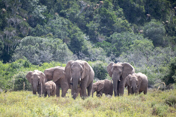 Herd of African elephants on the savanna