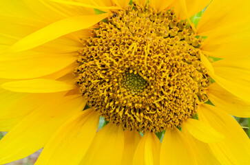 Sunflower - obrazy, fototapety, plakaty