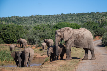 Herd of elephants lazing on the savannah
