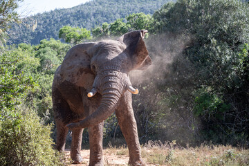 Wild elephant shaking head