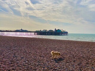 Small cute cockapoo puppy dog with fluffy brown fur walking on Brighton beach in morning sunshine...