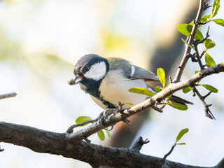 木の枝にとまるシジュウカラ