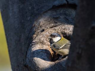 木にとまるシジュウカラ