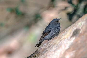 Plumbeous Redstart Yellow-brown face There are white spots on the underside of the neck. The chest...