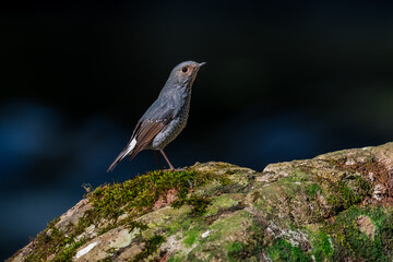 Plumbeous Redstart Yellow-brown face There are white spots on the underside of the neck. The chest...