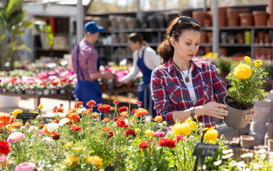 Before buying, woman examines yellow flower of begonia at flowers market