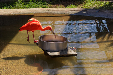 Guará vermelho no Zoo das Aves de Poços de Caldas