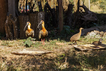 Pássaros num recinto de imersão do Zoo das Aves