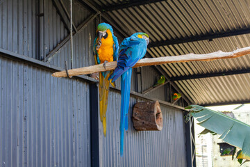 Araras Canindé e Azul no Zoo das Aves