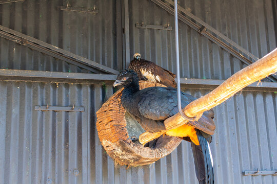 Mutum-de-penacho no Zoo das Aves - PO&Ccedil;OS DE CALDAS, MG, BRAZIL - JULY 20, 2023: Mutum-de-penacho (bare-faced curassow) in one of the immersion enclosures of the exuberant Bird Zoo.